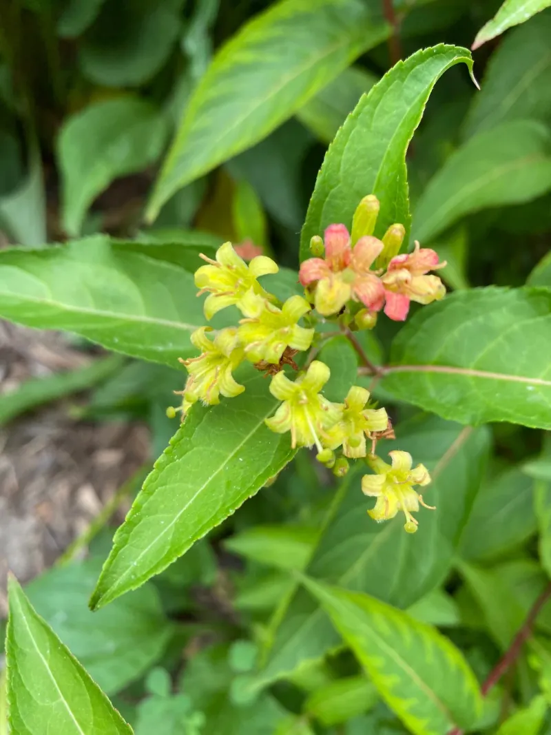 Bush Honeysuckle Thrives In Sun And Shade