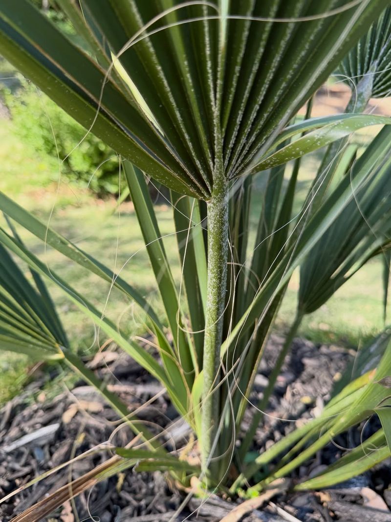 Dwarf Palmetto Adds Structure And Toughness
