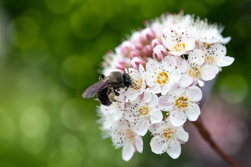 Ninebark Offers Easy Blooms For A Wide Range Of Pollinators