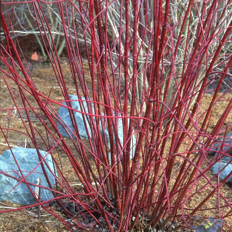 Red Osier Dogwood Bright Stems For Year-Round Interest