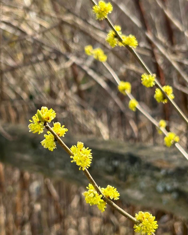 Spicebush