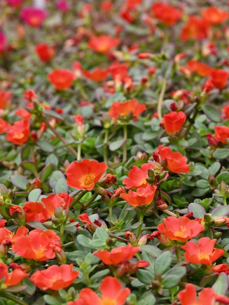 Purslane Spreads Bright Color In Heat