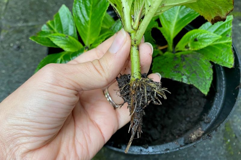 Cuttings Root Faster From Non-Flowering Stems
