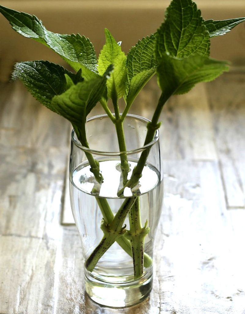 Cooler Temperatures Reduce Stress On Cuttings