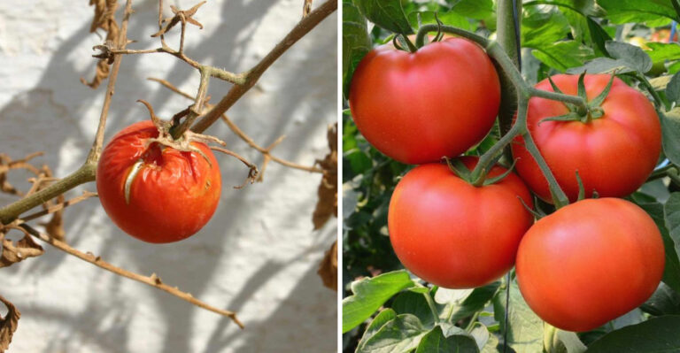 New Tomato Hybrids That Resist Disease Better In Humid North Carolina Gardens