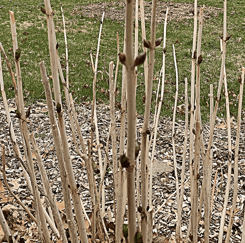 Frost-Damaged Buds Turn Brown And Dry On The Inside