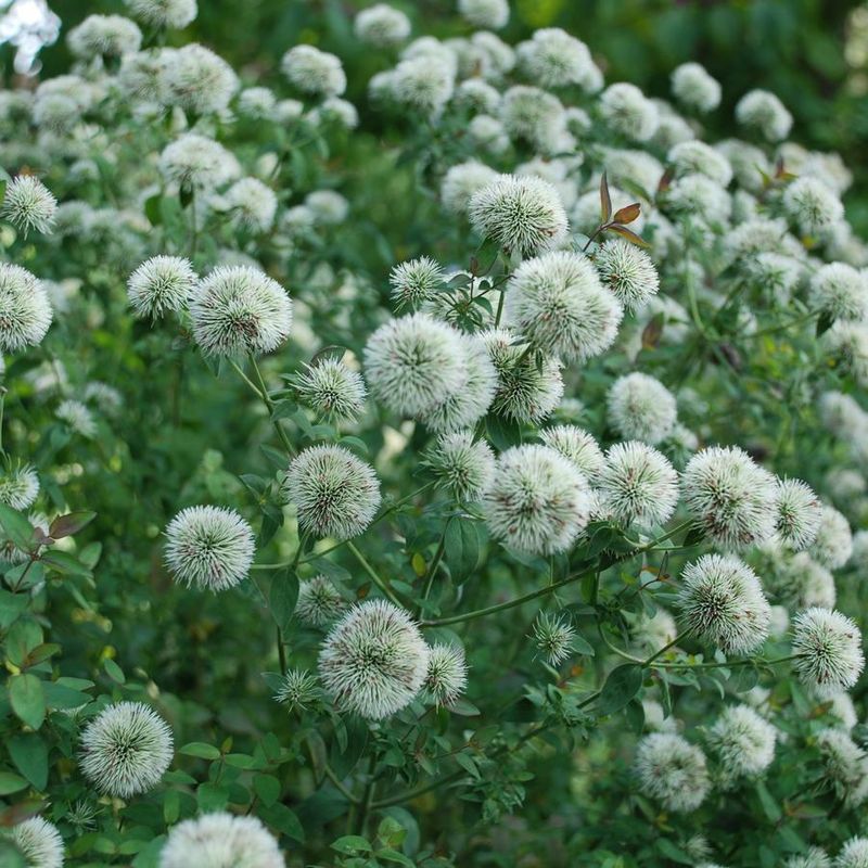 Appalachian Mountain Mint (Pycnanthemum flexuosum)
