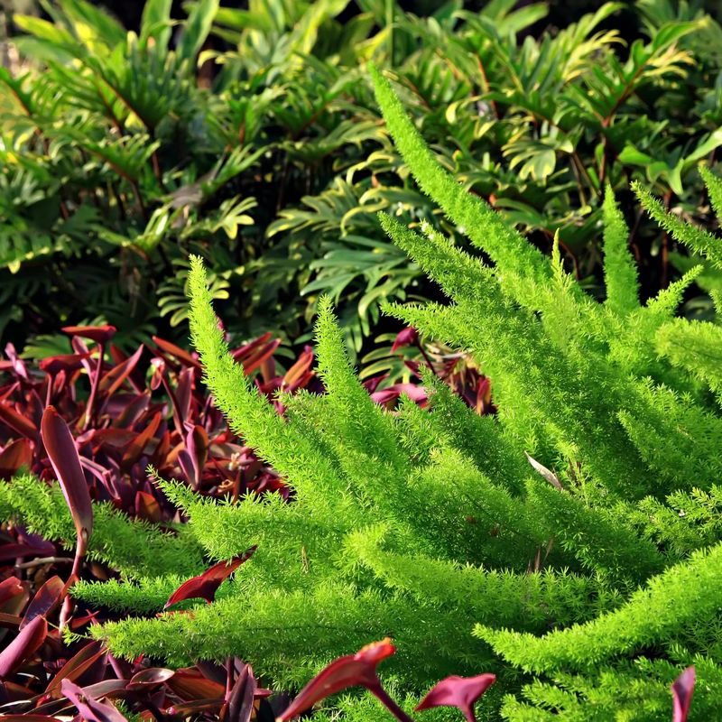 Foxtail Fern Creates Soft Dense Green Mounds