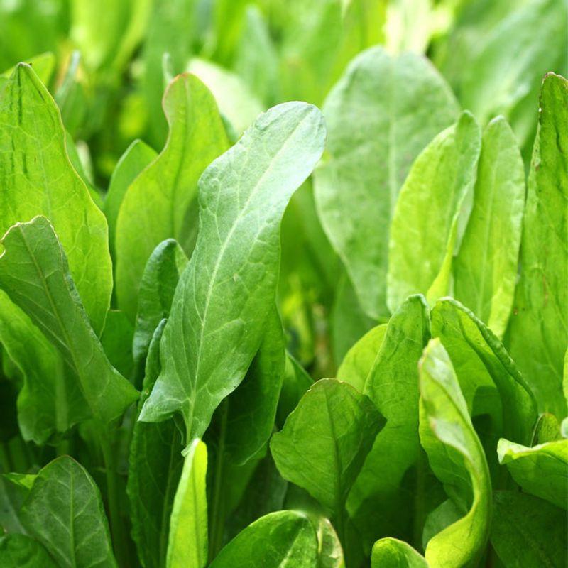 Sorrel Brings Tangy Leaves Year After Year