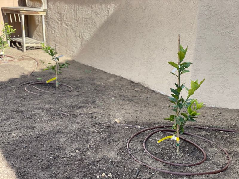 Citrus Trees Do Best With Consistent Weekly Moisture