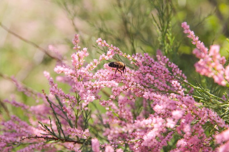 Saltcedar Tamarisk