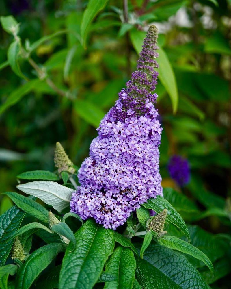 Butterfly Bush 