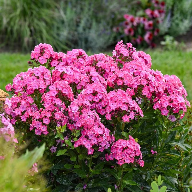 Garden Phlox (Phlox Paniculata)