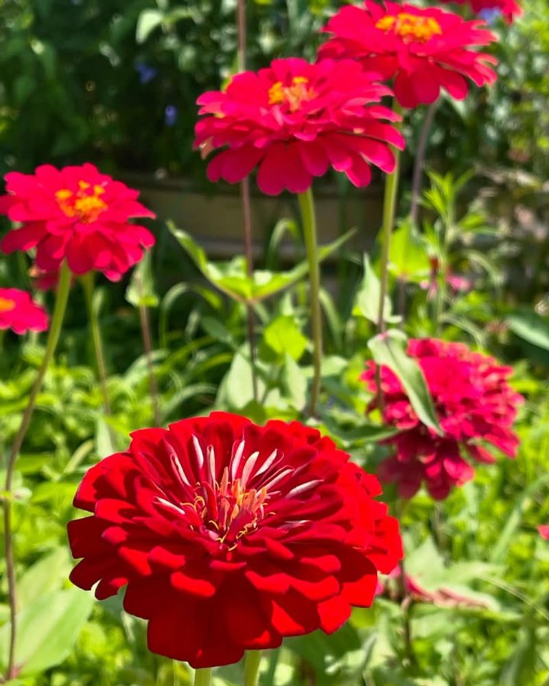 Zinnias Pop Up When Conditions Are Right