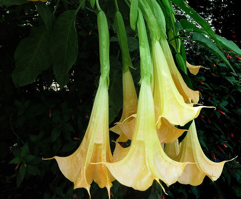 Angel's Trumpet Draws Attention With Large Hanging Blooms