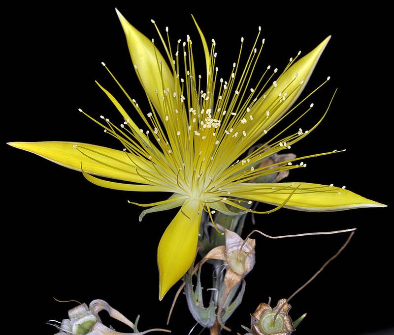 Smoothstem Blazingstar Supports Moths Along With Other Pollinators