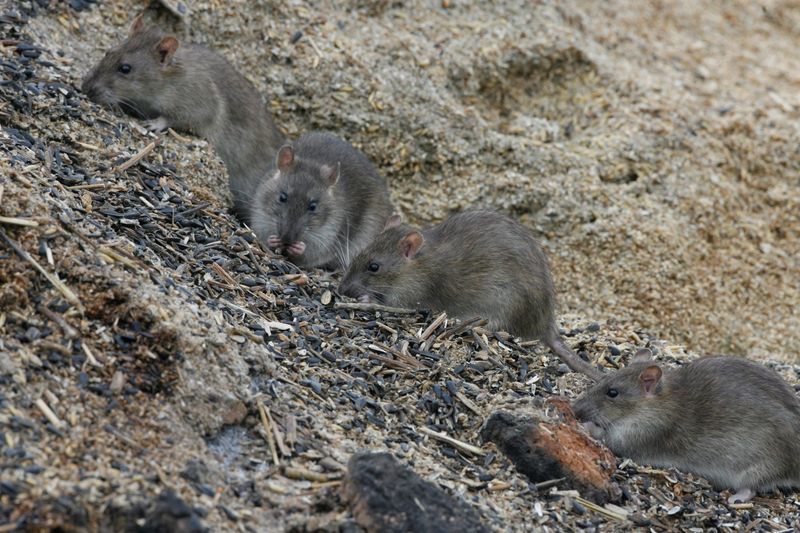 Ground Debris Attracts More Visitors