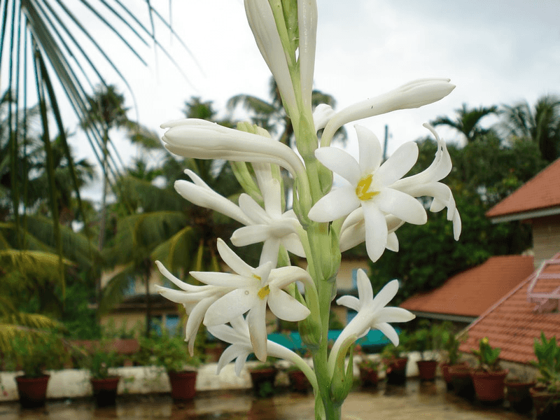 Tuberose Produces Fragrant Night Blooms