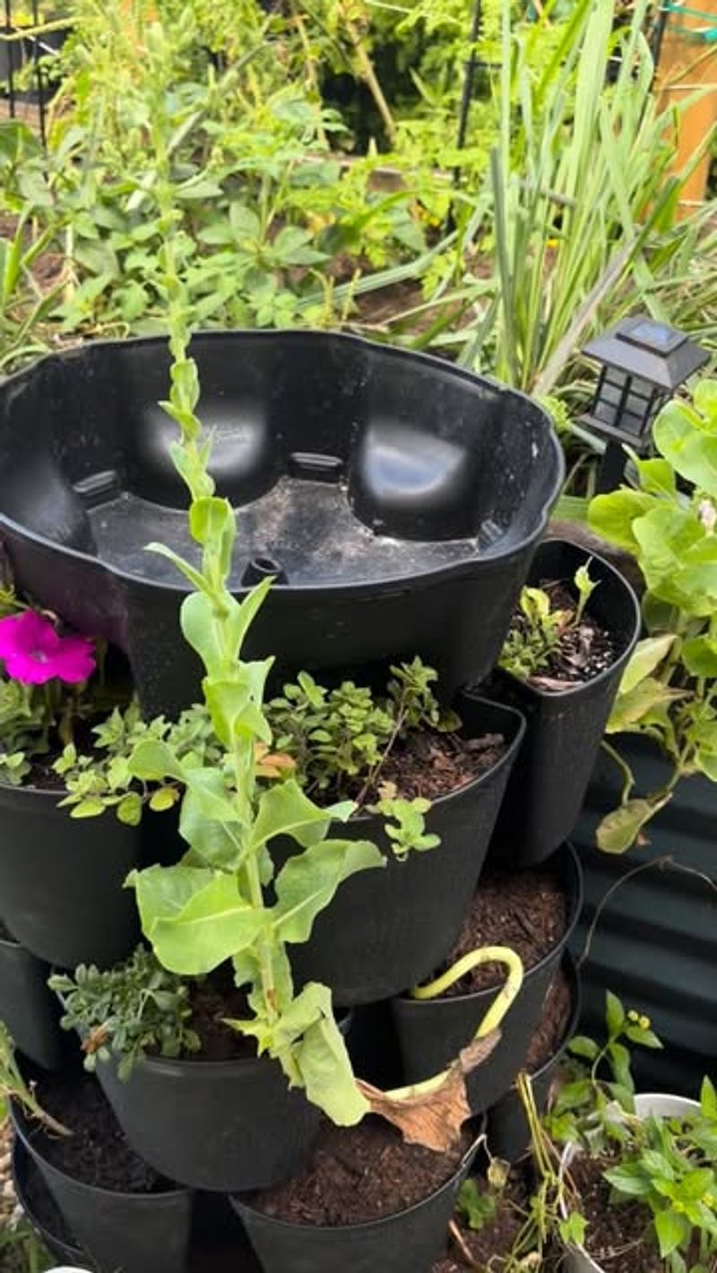 Sudden Soil Moisture Swings Stress Roots Fast