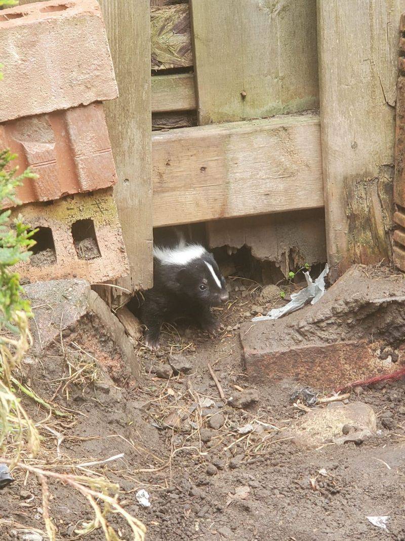 Damage Near Compost Or Trash Areas