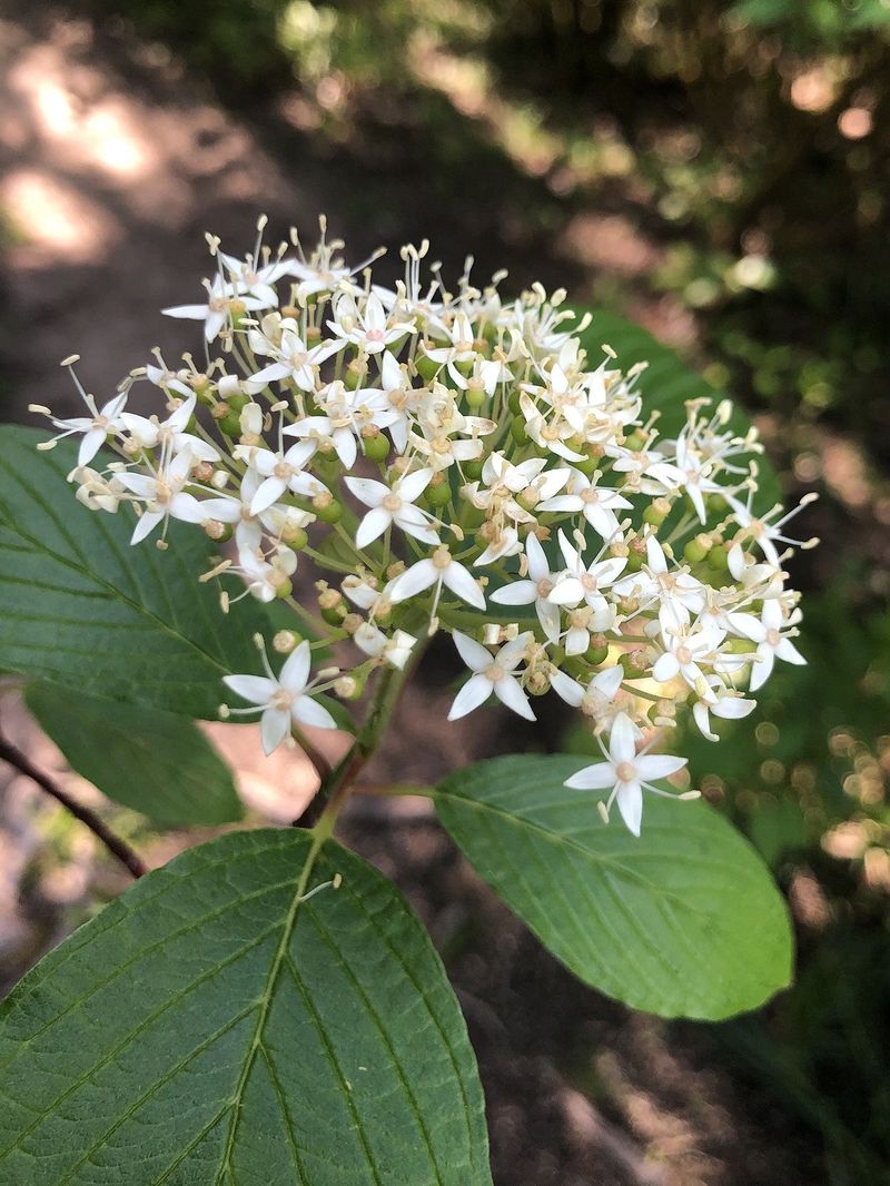 Red Osier Dogwood Forms Thick Shrub Barriers