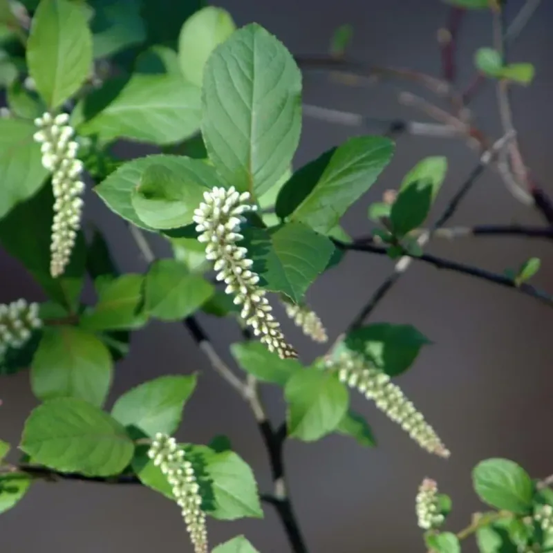 Virginia Sweetspire Brings Color And Handles Wet Spots