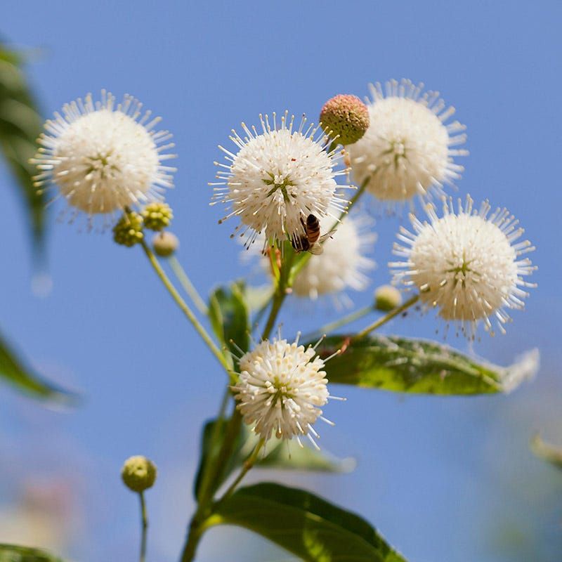 Buttonbush Adds Unusual Blooms Near Wet Areas