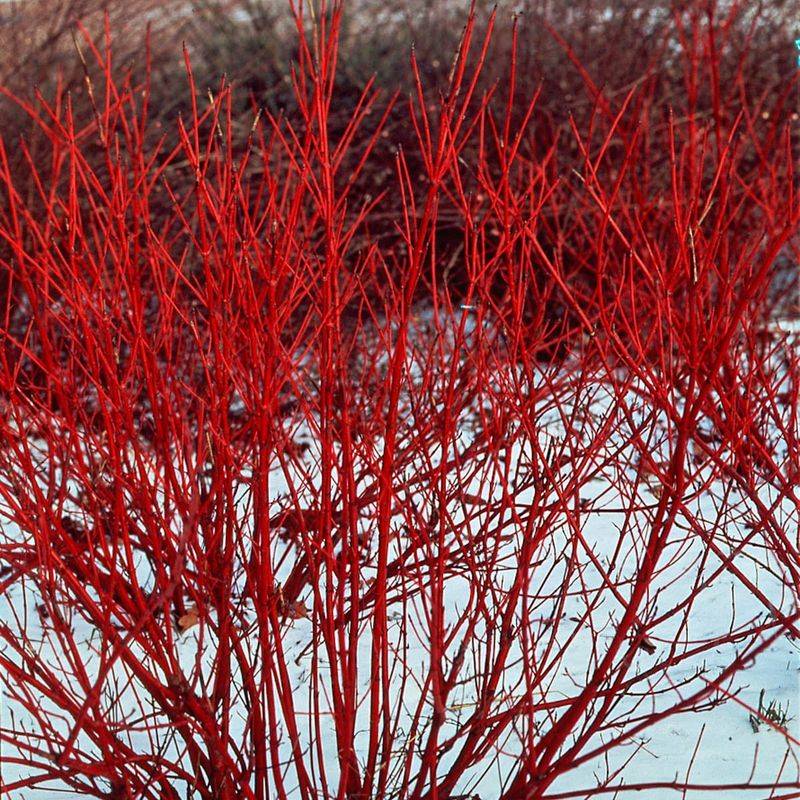 Red Osier Dogwood Brightens Boundaries With Red Stems