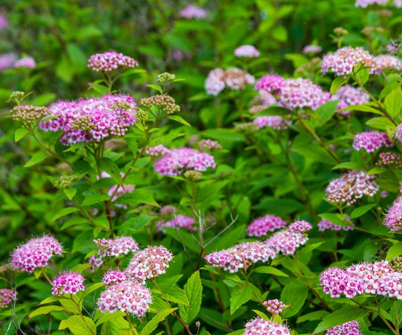 Spirea For Easy Shape And Reliable Color