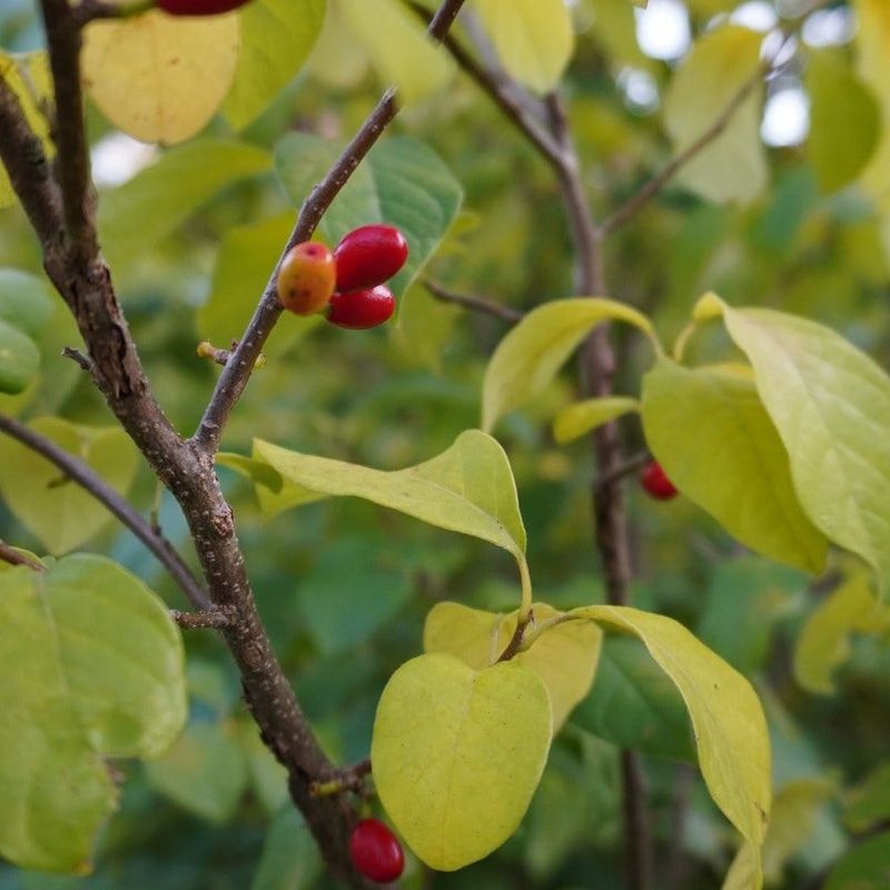 Spicebush Supports Wildlife And Tolerates Summer Heat