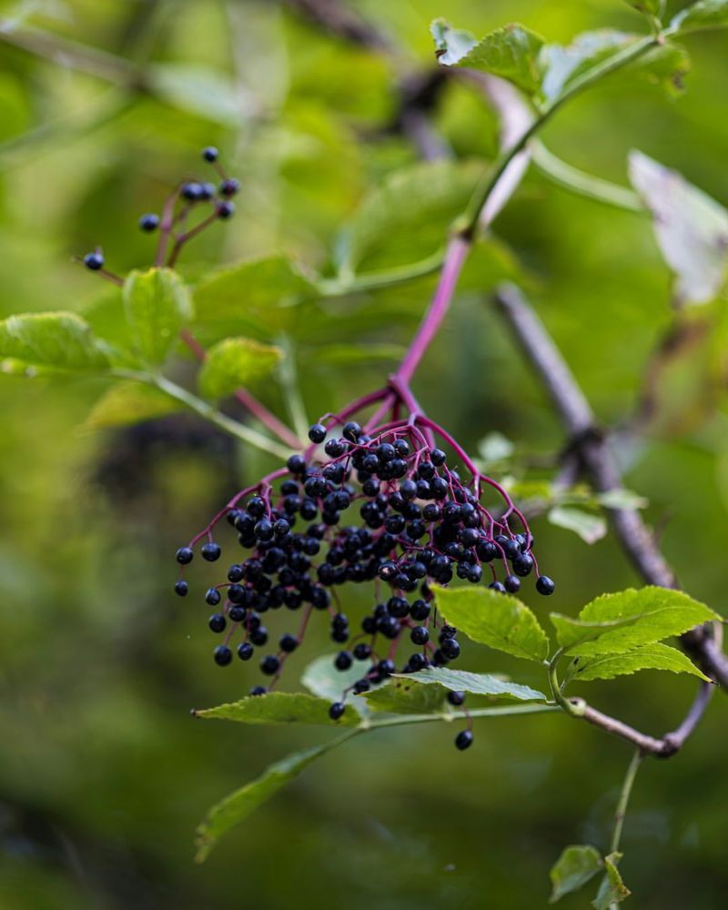 Elderberry Fast-Growing With Edible Benefits