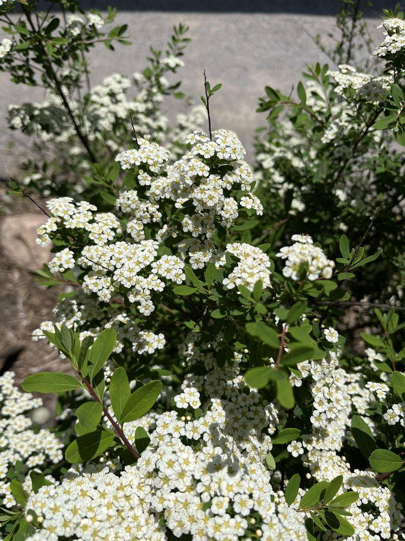 Spirea Keeps Landscapes Bright And Tidy