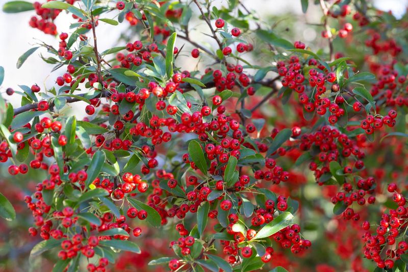 Red Chokeberry Bright Berries And Fall Color