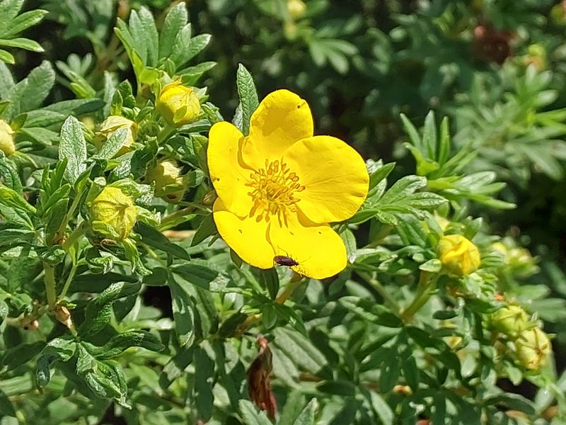 Potentilla (Dasiphora Fruticosa)