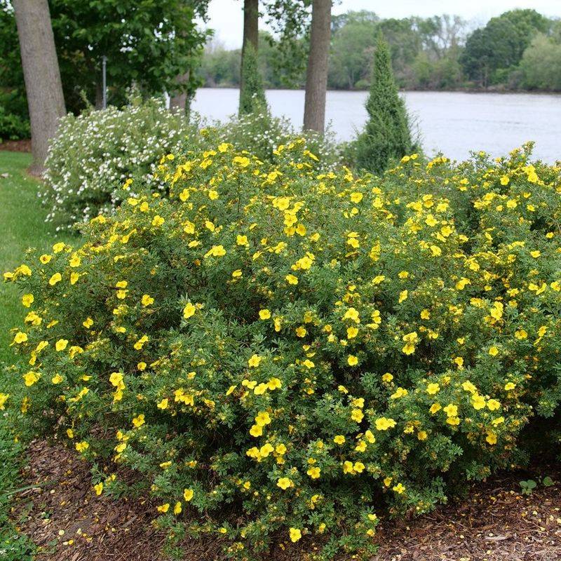 Potentilla (Dasiphora Fruticosa)