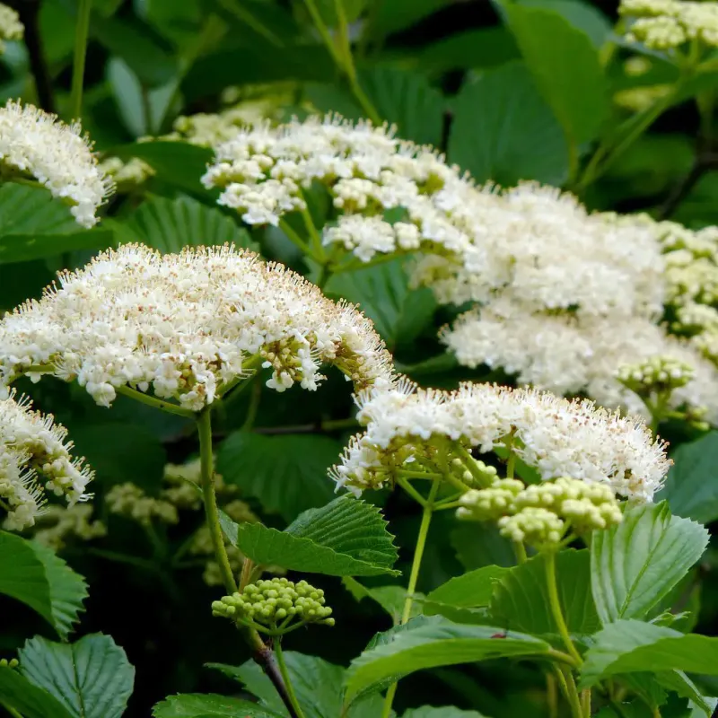 Arrowwood Viburnum (Viburnum Dentatum)
