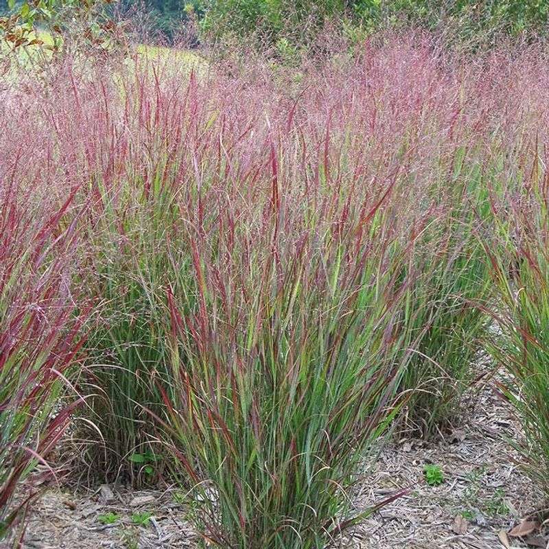 Ornamental Grasses: Switchgrass (Panicum virgatum)