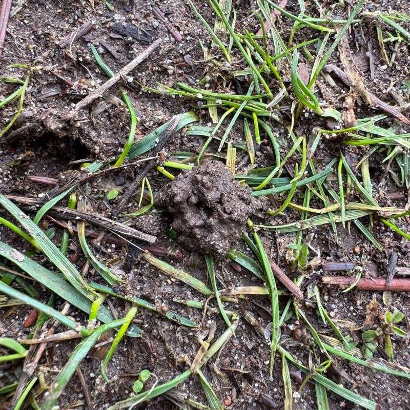 Castings Can Temporarily Affect How Your Lawn Looks