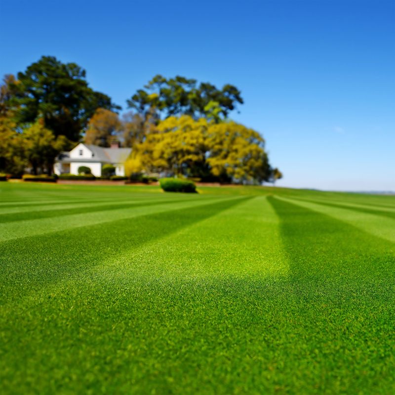 Texas Lawns React Differently Than Northern Yards