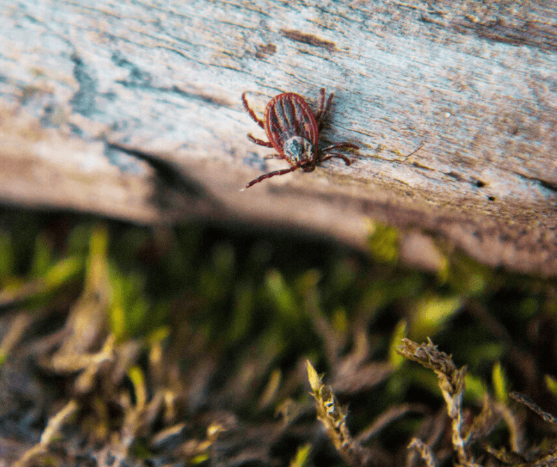 Ticks Turn Tall Grass Into A Bigger May Concern
