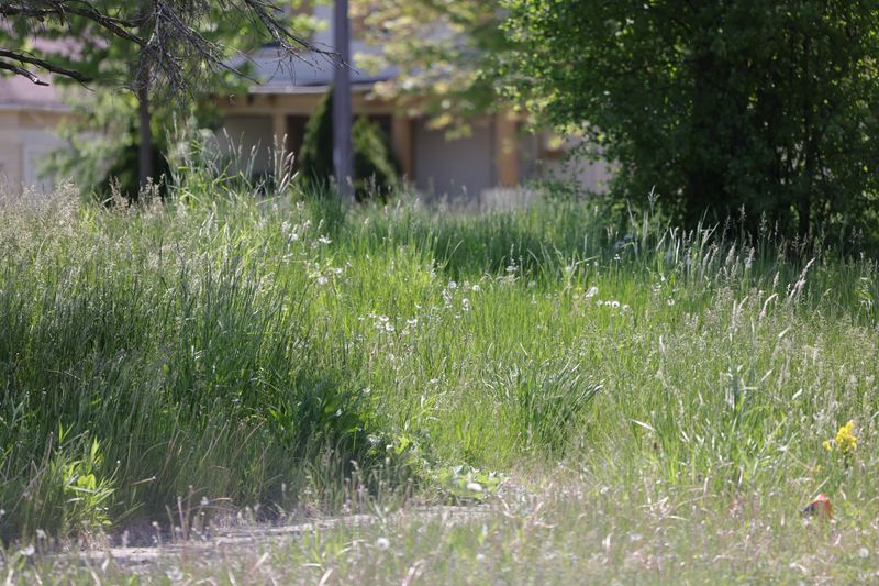 What No Mow May Actually Means For Ohio Lawns