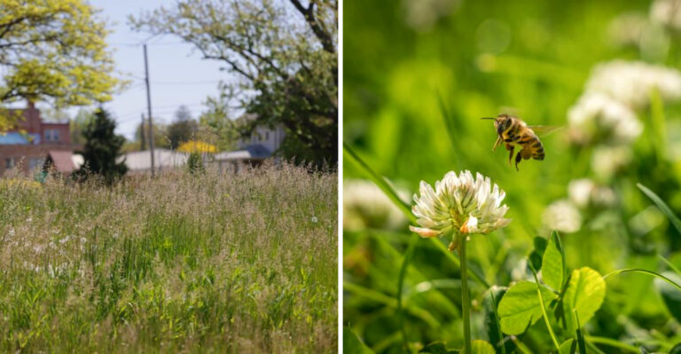 No Mow May In Ohio: What Actually Happens To Your Yard After 30 Days