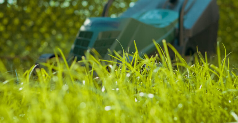 No Mow May In Pennsylvania: What Actually Happens To Your Yard After 30 Days