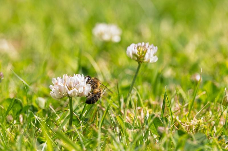 No Mow May Began As A Pollinator Idea