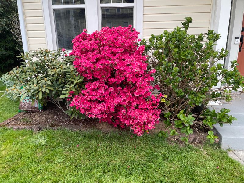 Western Azalea