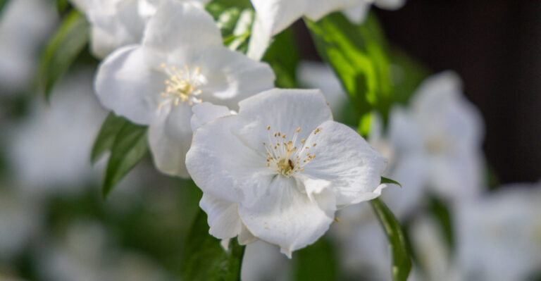 mock orange
