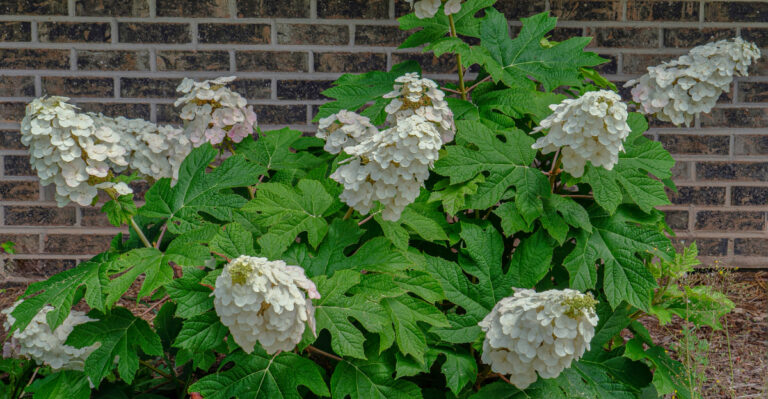 oakleaf hydrangea