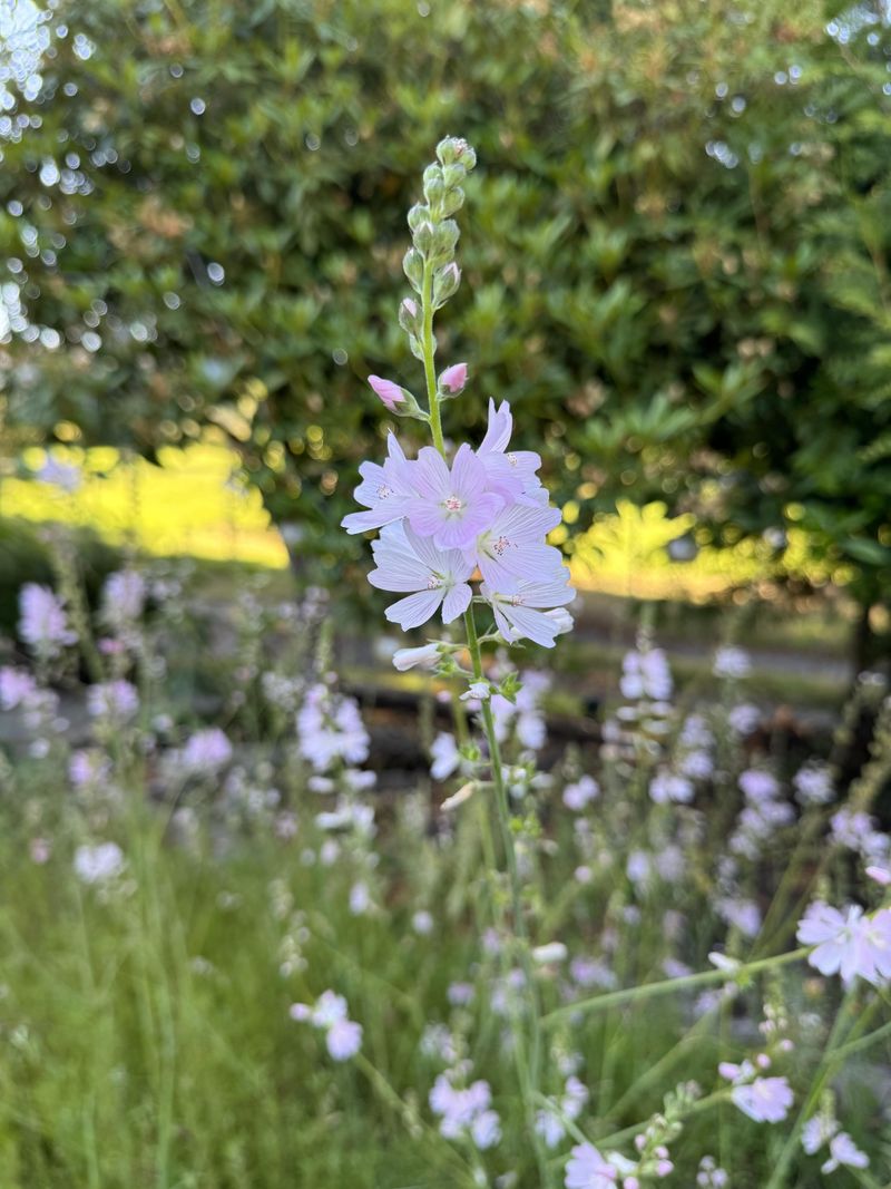 Meadow Checkerbloom