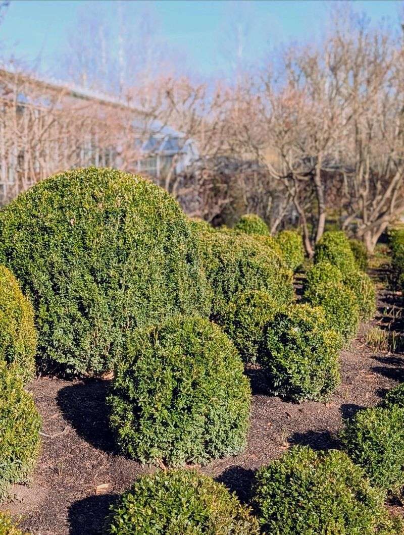 Boxwood Shrubs