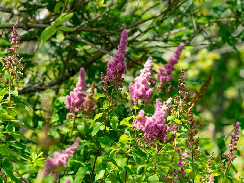 Douglas Spiraea